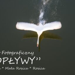 Plakat wystawy "Dopływy" - sfotografowany z góry duży ptak z rozłożonymi skrzydłami, lecący nad taflą wody.